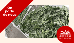 valorisation des coproduits d’artichaut